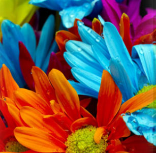 Colorants 